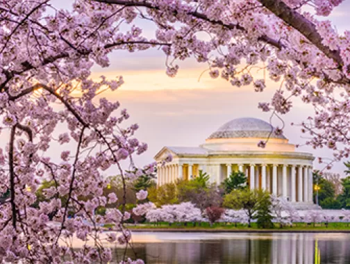 Cherry Blossoms